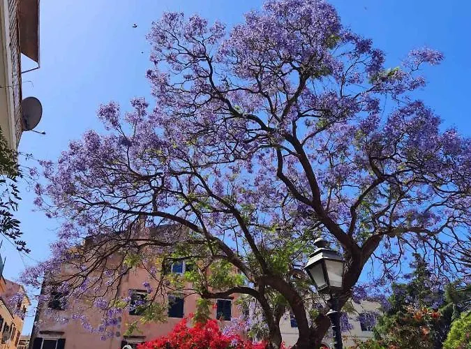 Jacaranda Corfu Old Town Corfu (city)