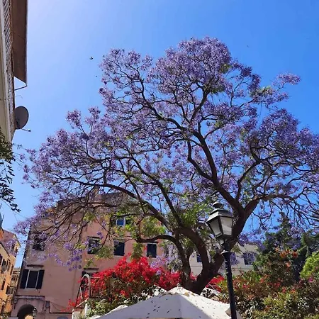 Jacaranda Corfu Old Town コルフ島